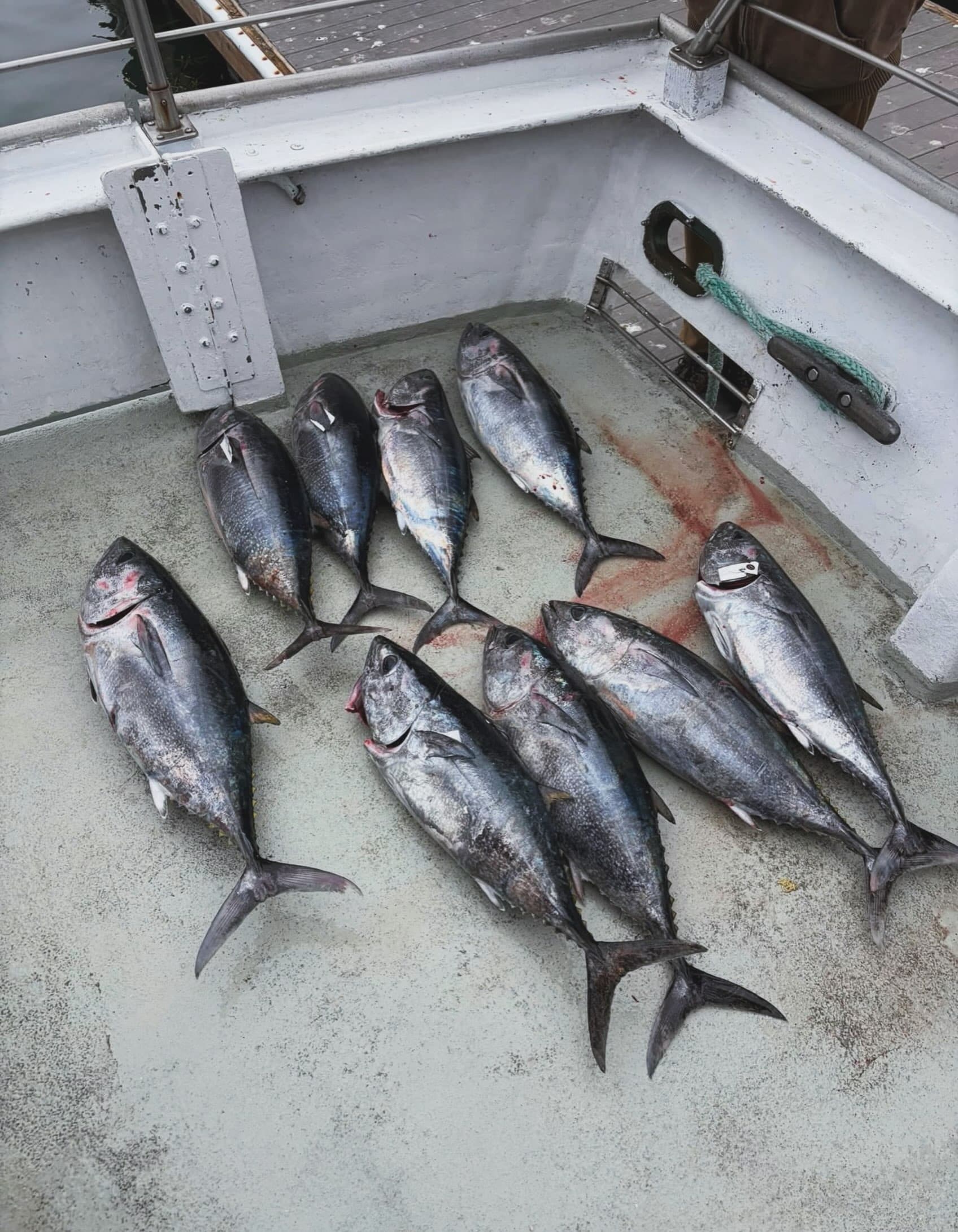 9 BLUEFIN ON THE ENDEAVOR.
Yesterday’s 10-hour trip delivered.
Great weather, great conditions, and a seriously exciting day offshore. The Endeavor came home with 9 bluefin tuna and 20 bonito on board.
And we’re not done yet.
We’re looking at putting together another bluefin trip soon — potentially early next week or within the next week and a half — and we want to know who’s ready to go.
If we put the trip on the schedule, are you getting on the boat?
Drop a “BLUEFIN” in the comments or tag the person you’d bring with you. Enough interest, and we’ll get to work on the next one.
Stay tuned for trip details!!!!
#bluefin #tuna #sportfishing #morrobay #visitslo